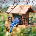 mejor-comederos-para-pajaros-que-puedes-comprar-hoy